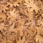 3D ÇİÇEK - YAPRAK POSTER KİŞİYE ÖZEL BASKI 06