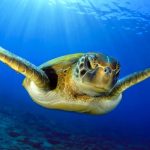 3D DENİZALTI POSTER KİŞİYE ÖZEL BASKI 138