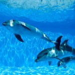 3D DENİZALTI POSTER KİŞİYE ÖZEL BASKI 144