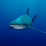 3D DENİZALTI POSTER KİŞİYE ÖZEL BASKI 49