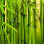 3D YEŞİLLİK POSTER KİŞİYE ÖZEL BASKI 16